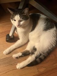 Lost Male Cat last seen 29th and Throop, Chicago, IL 60608