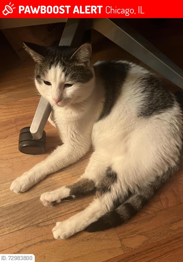 Lost Male Cat last seen 29th and Throop, Chicago, IL 60608