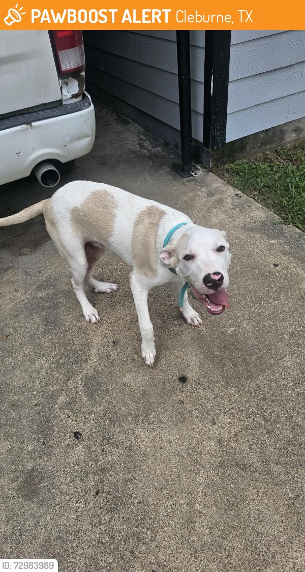 Found/Stray Male Dog last seen Cedar and Tremont , Cleburne, TX 76031