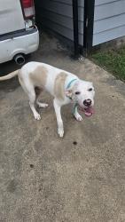 Found/Stray Male Dog last seen Cedar and Tremont , Cleburne, TX 76031