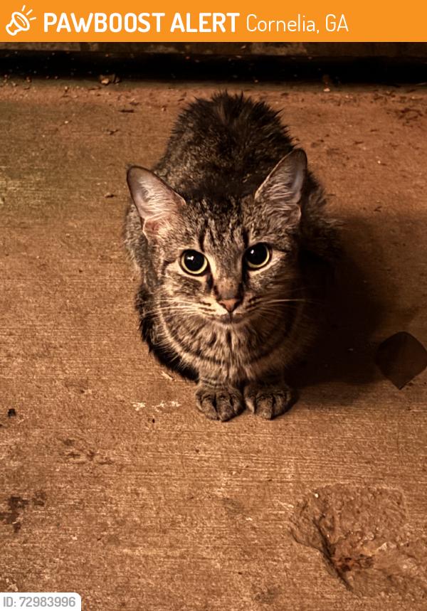 Found/Stray Unknown Cat last seen costa de jalisco, Cornelia, GA 30531