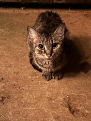 Found/Stray Unknown Cat last seen costa de jalisco, Cornelia, GA 30531