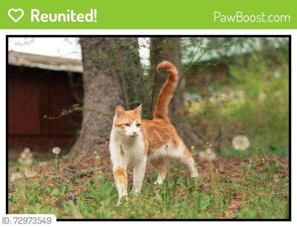 Reunited Male Cat last seen Elliott and Tinsley, Brevard, NC 28712