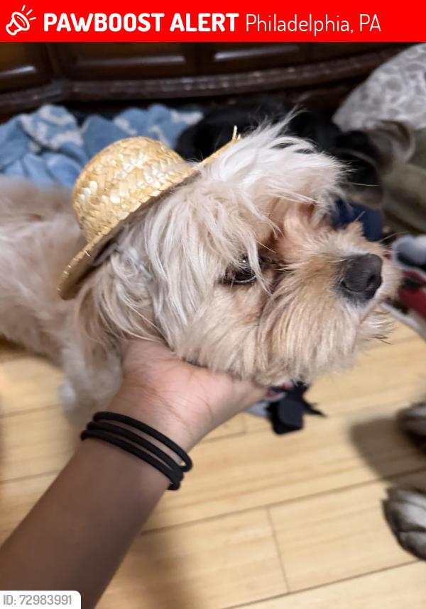 Lost Male Dog last seen Near East Annsbury St, Philadelphia, PA 19120