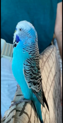 Lost Male Bird last seen Reposado Dr in Monarch Hills neighborhood, Carlsbad, CA 92009