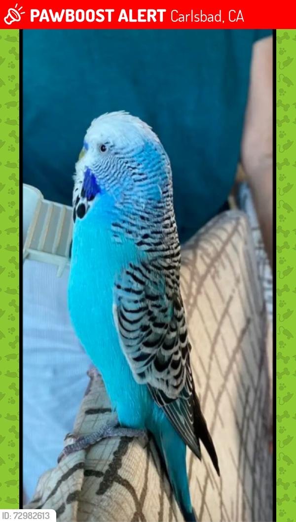 Lost Male Bird last seen Reposado Dr in Monarch Hills neighborhood, Carlsbad, CA 92009