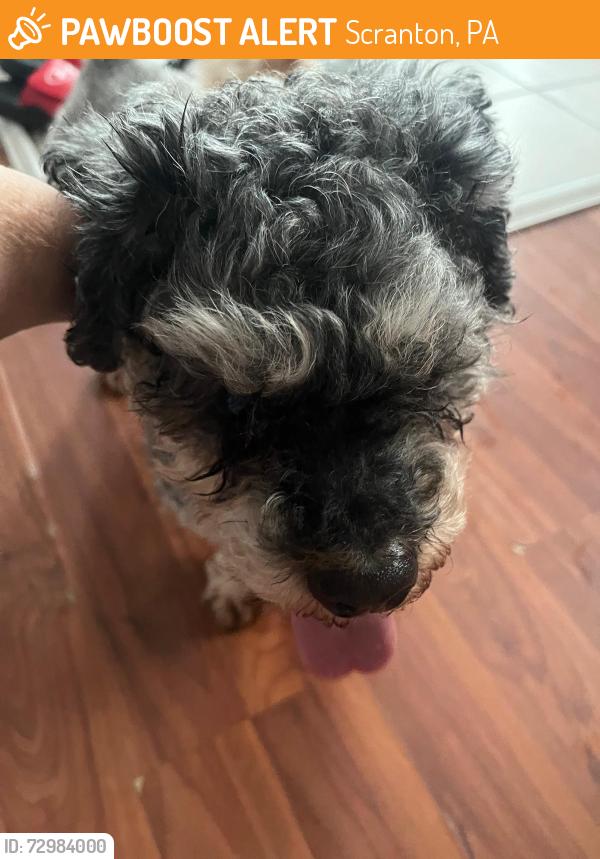 Found/Stray Unknown Dog last seen Genet street rear , Scranton, PA 18505