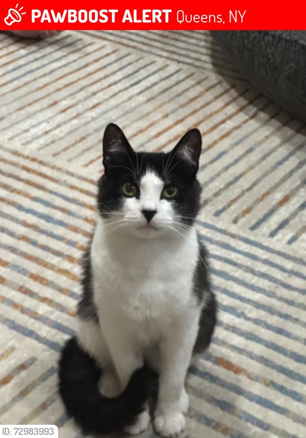 Lost Male Cat last seen 205-20 Jamaica Ave, Hollis, NY 11423, Queens, NY 11423