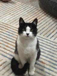Lost Male Cat last seen 205-20 Jamaica Ave, Hollis, NY 11423, Queens, NY 11423