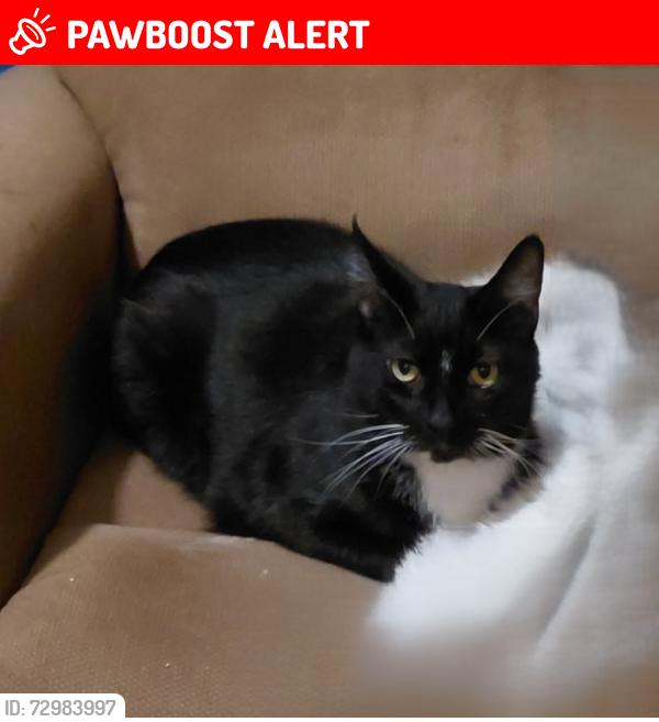 Lost Male Cat last seen Valley View Dr, Lee Rd Brookfield Ohio, Brookfield Center, OH 44403