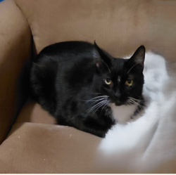 Lost Male Cat last seen Valley View Dr, Lee Rd Brookfield Ohio, Brookfield Center, OH 44403