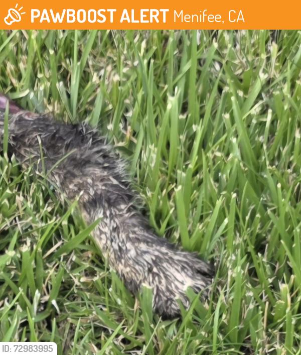 Found/Stray Unknown Cat last seen Desert Jewel, Menifee, CA 92584