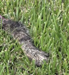 Found/Stray Unknown Cat last seen Desert Jewel, Menifee, CA 92584