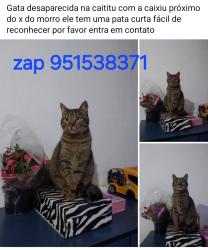 Lost Female Cat last seen Rua caixiu atravessa com av caititu , Cidade Antônio Estêvão de Carvalho, SP 08225-330