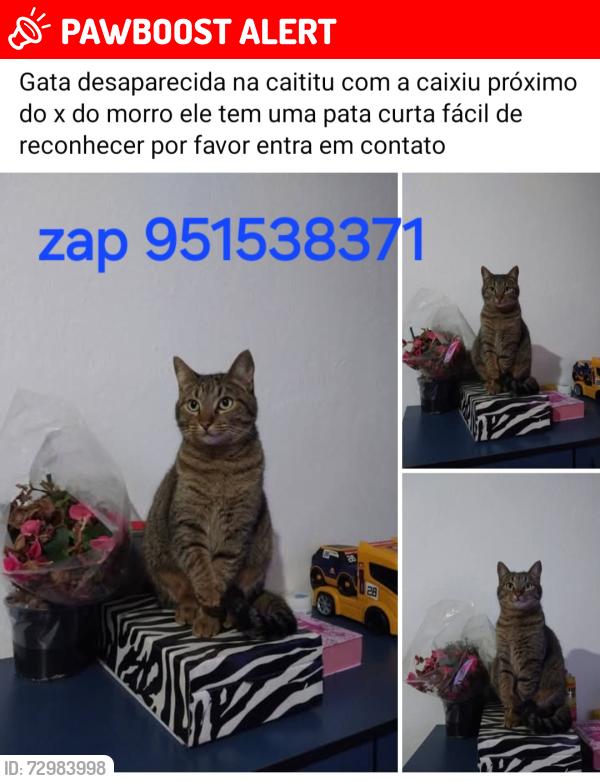 Lost Female Cat last seen Rua caixiu atravessa com av caititu , Cidade Antônio Estêvão de Carvalho, SP 08225-330