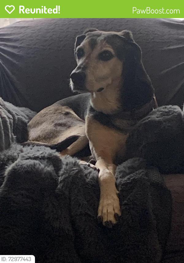 Reunited Female Dog last seen Leland and Tall Oak and Lawndale near Country Park, Greensboro, NC 27455