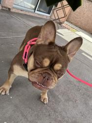 Found/Stray Female Dog last seen Found near Banner Park off Lindenberger and Falcon Hill Dr., Menifee, CA 92586