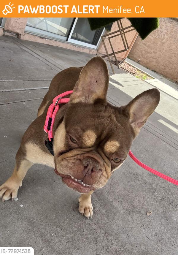 Found/Stray Female Dog last seen Found near Banner Park off Lindenberger and Falcon Hill Dr., Menifee, CA 92586