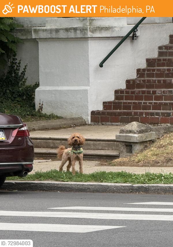 Found/Stray Unknown Dog last seen Intersection of Pulaski and West School hse Lane, Philadelphia, PA 19144