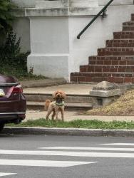 Found/Stray Unknown Dog last seen Intersection of Pulaski and West School hse Lane, Philadelphia, PA 19144