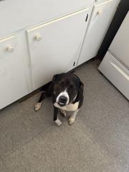 Reunited Female Dog last seen Next level , San Angelo, TX 76904