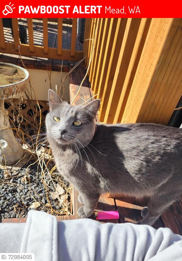 Lost Male Cat last seen Eagles Glen in Mead, Mead, WA 99021