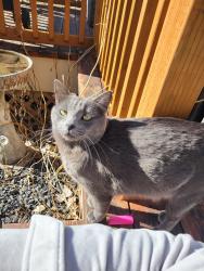 Lost Male Cat last seen Eagles Glen in Mead, Mead, WA 99021