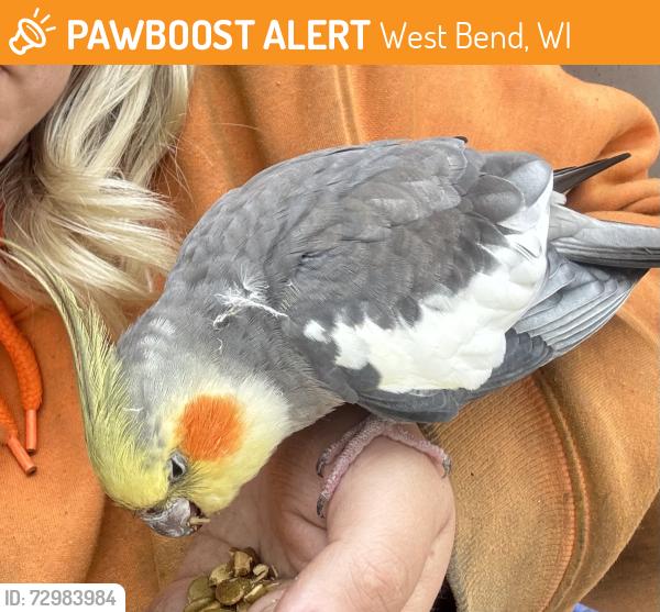 Found/Stray Unknown Bird last seen Germantown WI, West Bend, WI 53095