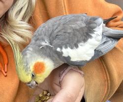 Found/Stray Unknown Bird last seen Germantown WI, West Bend, WI 53095