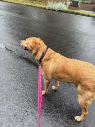 Found/Stray Male Dog last seen Hearthwood neighborhood off of piper street , Vancouver, WA 98684