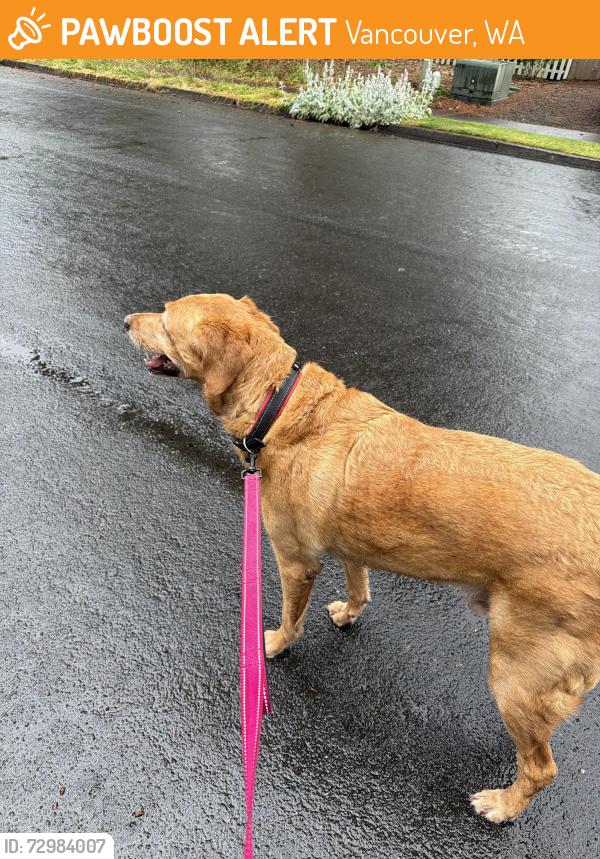 Found/Stray Male Dog last seen Hearthwood neighborhood off of piper street , Vancouver, WA 98684