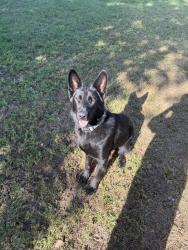 Reunited Female Dog last seen Next level , San Angelo, TX 76904
