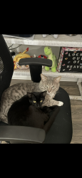 Lost Male Cat last seen Near arch st Perkasie , Perkasie, PA 18944