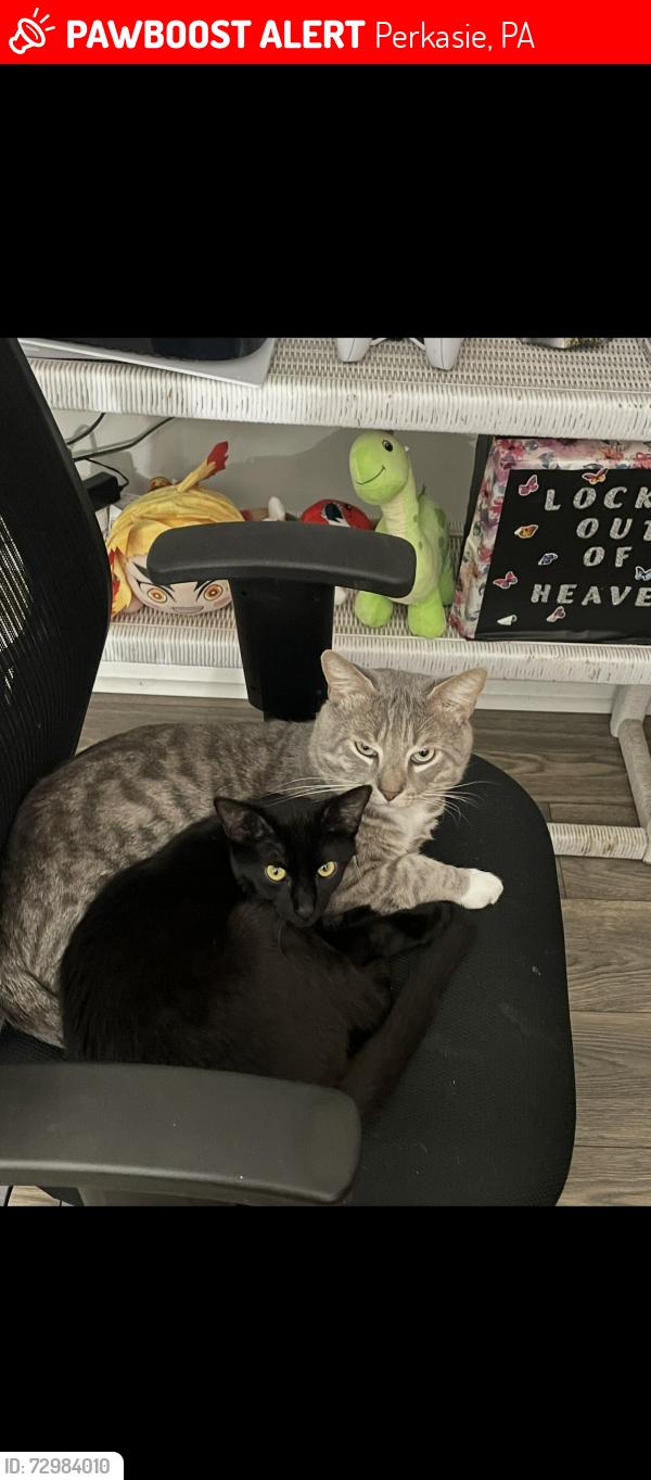 Lost Male Cat last seen Near arch st Perkasie , Perkasie, PA 18944