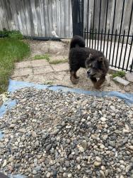 Reunited Male Dog last seen Orchard and Farmway , Caldwell, ID 83607