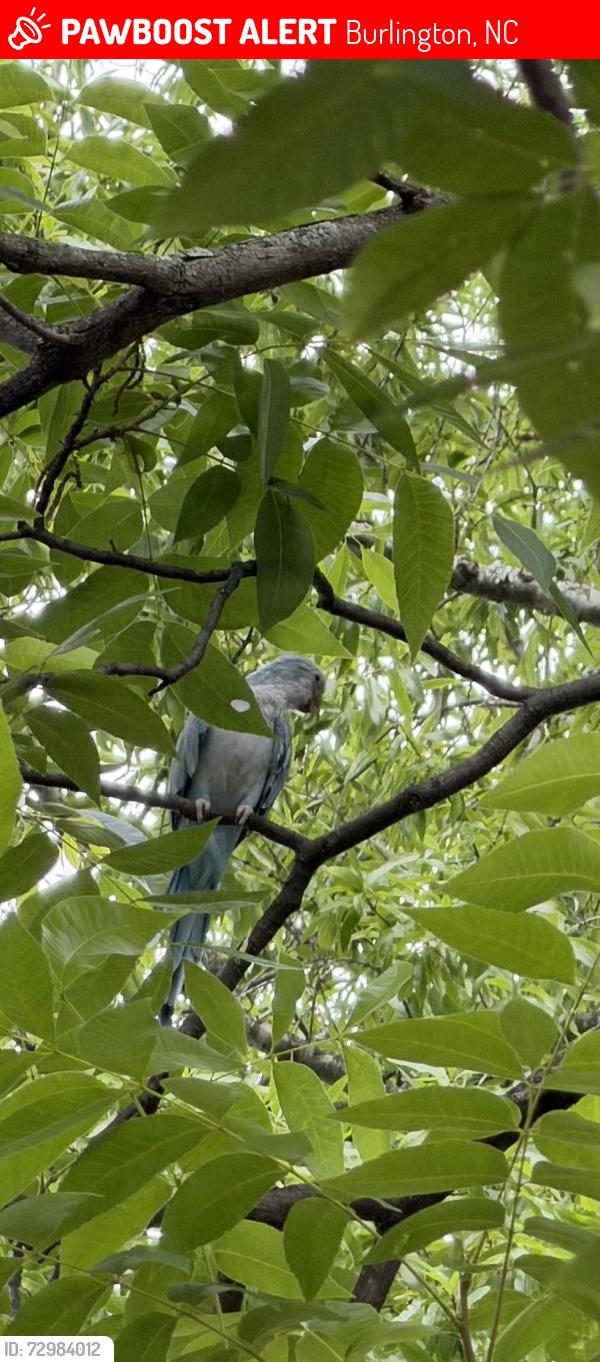 Lost Male Bird last seen Hall ave, Burlington, NC 27217