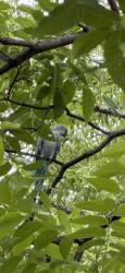 Lost Male Bird last seen Hall ave, Burlington, NC 27217