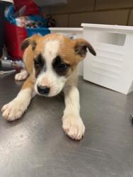 Shelter Stray Female Dog last seen Near Liverpool Dr, 75149, TX, Mesquite, TX 75149