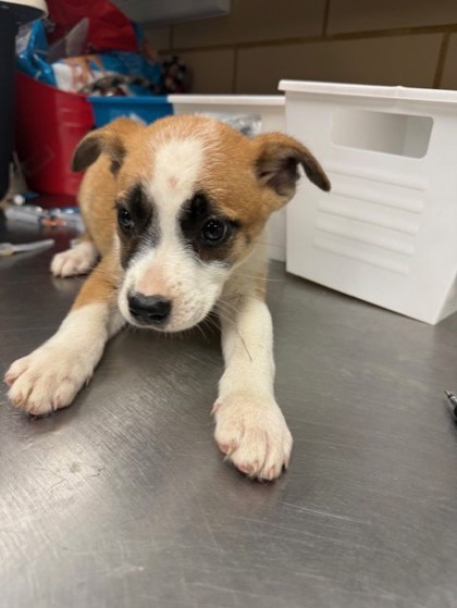 Shelter Stray Female Dog last seen Near Liverpool Dr, 75149, TX, Mesquite, TX 75149