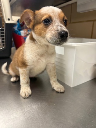 Shelter Stray Female Dog last seen Near Liverpool Dr, 75149, TX, Mesquite, TX 75149