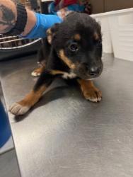 Shelter Stray Male Dog last seen Near Liverpool Dr, 75149, TX, Mesquite, TX 75149