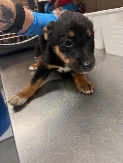 Shelter Stray Male Dog last seen Near Liverpool Dr, 75149, TX, Mesquite, TX 75149
