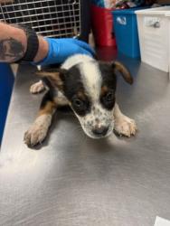 Shelter Stray Male Dog last seen Near Liverpool Dr, 75149, TX, Mesquite, TX 75149