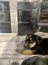 Shelter Stray Male Dog last seen N Brawley Ave & W Weldon Ave, Fresno Zone Fresno CO 2 93722, CA, Fresno, CA 93706