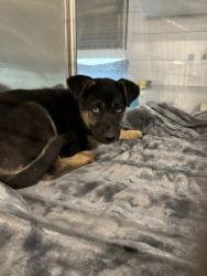 Shelter Stray Male Dog last seen N Brawley Ave & W Weldon Ave, Fresno Zone Fresno CO 2 93722, CA, Fresno, CA 93706