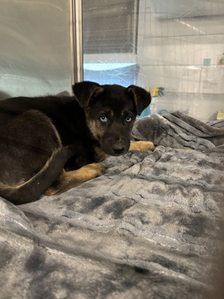 Shelter Stray Male Dog last seen N Brawley Ave & W Weldon Ave, Fresno Zone Fresno CO 2 93722, CA, Fresno, CA 93706