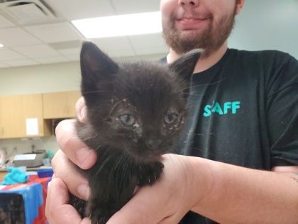 Shelter Stray Male Cat last seen Near Black of Corbin Rd, 43612, OH, Maumee, OH 43537