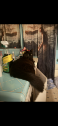 Lost Male Cat last seen jurupa , Riverside, CA 92504