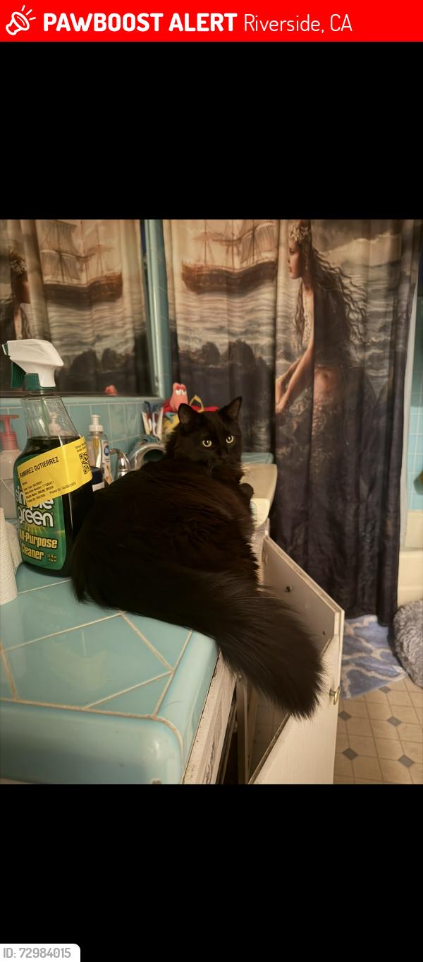 Lost Male Cat last seen jurupa , Riverside, CA 92504