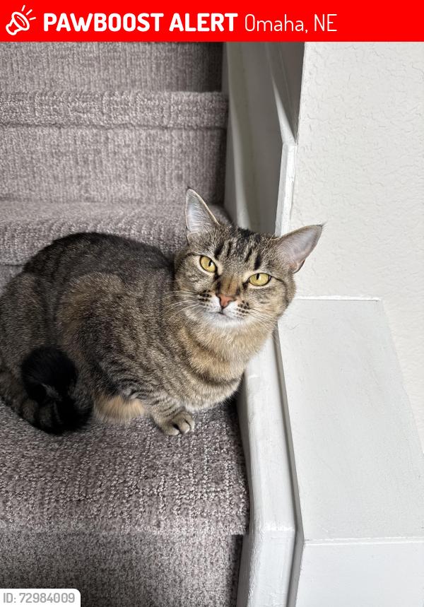 Lost Female Cat last seen Parallel apmts, Omaha, NE 68106